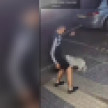 Воронежцы пожаловались на агрессивную стаю бездомных собак в ЖК «Мандарин»