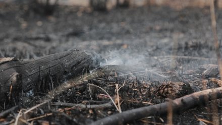 Лесные пожары в Воронежской области охватили 511 гектаров  