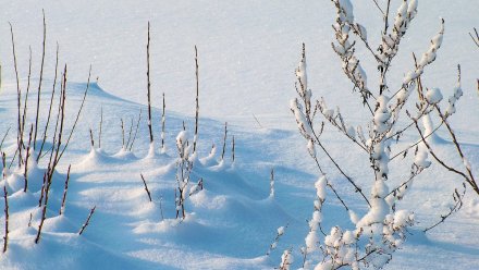 Последние выходные января в Воронеже будут снежными и слегка морозными