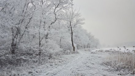 Жёлтый уровень погодной опасности из-за сильного ветра ввели в Воронежской области 