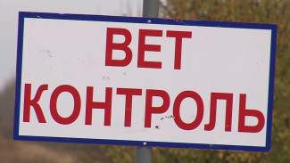 В Воронежской области зафиксировали два новых очага АЧС