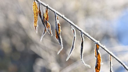 Оттепель и дожди нагрянут в Воронежскую область в выходные