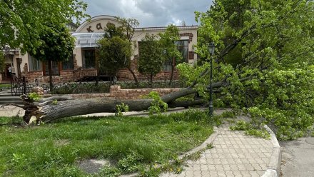 Два дерева рухнули на автомобили из-за мощного ветра в Воронеже