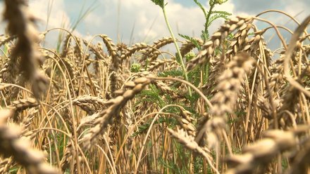 Предприятие по переработке пшеницы появится в Воронеже