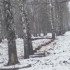 Жители воронежских Семилук попросили губернатора защитить от вырубки деревья в парке