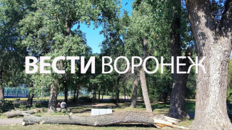 Двух пострадавших выписали из больницы после ЧП с рухнувшей веткой в воронежском парке