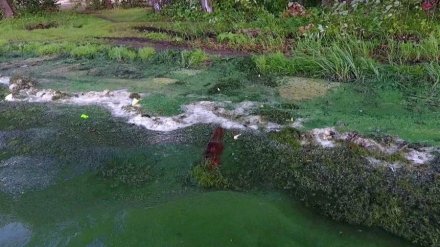 Гринпис выяснил, чем загрязняют берега воронежских водоёмов