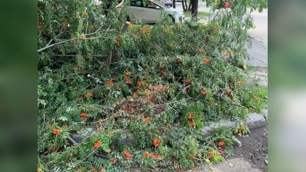 Воронежские экологи обратятся в полицию из-за незаконной вырубки дерева