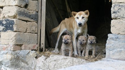 Скандал из-за отравления собак в Воронеже обернулся уголовным делом