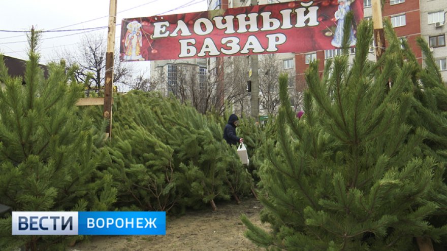 В Воронеже откроются 126 ёлочных базаров