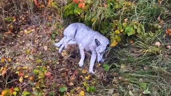 Воронежские полицейские спасли от гибели пострадавшую в ДТП собаку