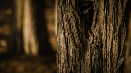 Дерево рухнуло на женщину на Левом берегу в Воронеже