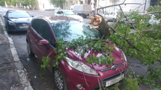 В центре Воронежа во время ночной грозы ветка дерева рухнула на Ford