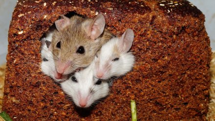 11 жителей Воронежской области подхватили опасную лихорадку от мышей