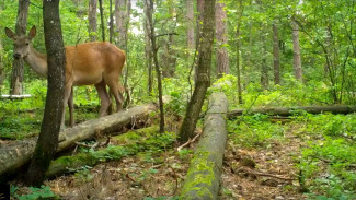Сотрудники опубликовали видео со скрытой камеры в Воронежском заповеднике