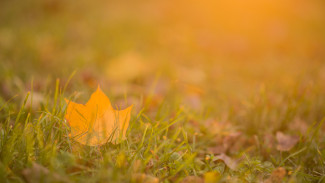 Жара до +31 градуса нагрянет в Воронежскую область в начале недели