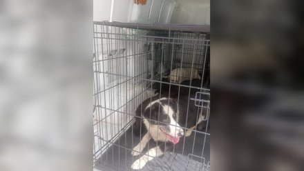 В Воронеже поймали агрессивных собак из ЖК «Мандарин»