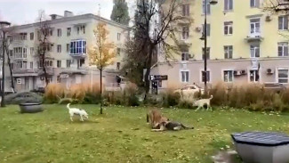 Воронежцы сообщили о пугающей детей стае диких собак на Советской площади 