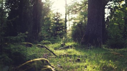 В Воронежской области нашли мёртвым ушедшего в лес грибника 