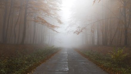 На смену затяжным дождям в Воронежскую область придёт туман