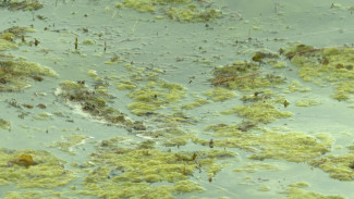 Воронежское водохранилище зацвело раньше обычного