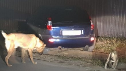 Жильцам комплекса под Воронежем отказали в поимке нападающего на людей пса из-за нового закона