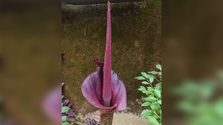 В воронежском Ботаническом саду распустился цветок с запахом гнилого мяса 