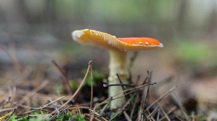 Число погибших от отравления грибами жителей Воронежской области выросло вдвое