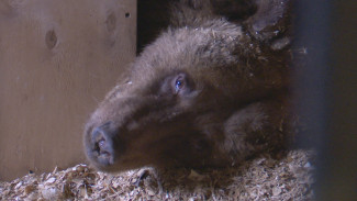 В воронежском зоопарке у медведей случилась бессонница из-за оттепели