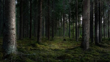 Браконьеры раскидали капканы в Воронежском заповеднике