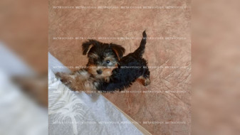 Может лишиться лапы. В Воронеже хозяйка щенка йорка пожаловалась на ветклинику