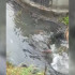 Воронежцы пожаловались на очередной сброс стоков в Масловский пруд
