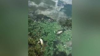 Воронежцы: у водосброса в Шилово массово погибла рыба 