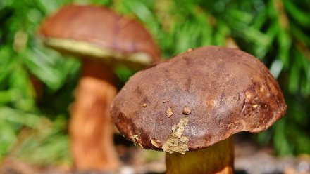  В Воронежской области 4 человека отравились грибами