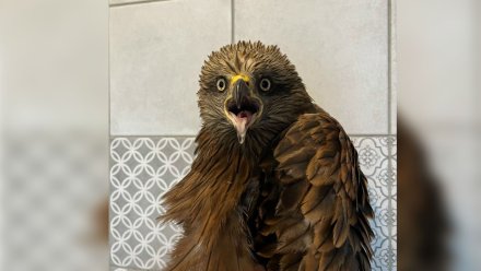 Сбитого на поле в Воронежской области коршуна отправили отращивать хвост