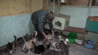 Воронежская пенсионерка девятый год одна содержит приют для бездомных животных
