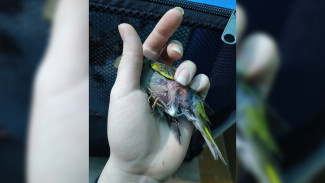 Воронежские зоозащитники приютили больше 130 пострадавших на Благовещение птиц