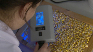 Воронежские эксперты нашли в урожае кукурузы опасный микотоксин