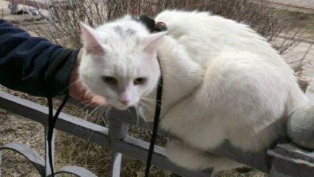 Сбежавшего на ж/д станции в Россоши кота Белка нашли