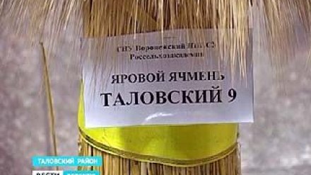 Ячмень "Таловский-9" - признан одним из самых лучших