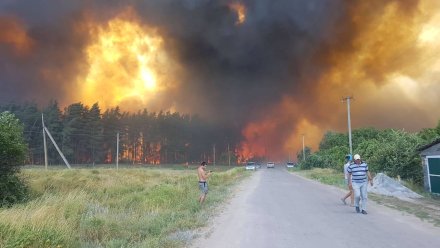 В воронежском селе потушили крупнейший лесной пожар