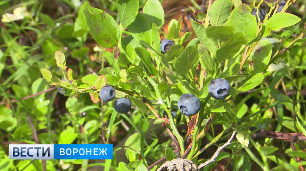 Сезон черники в разгаре. Воронежские лесники рассказали о правилах  поведения в заповеднике – Новости Воронежа и Воронежской области – Вести- Воронеж