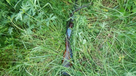 В Воронежском заповеднике попался охотник с ружьём