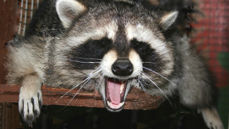 Воронежские еноты переоделись и потолстели к зиме