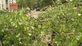 Дерево рухнуло на двухэтажный дом на левом берегу Воронежа