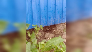 Под Воронежем владельца частного дома заподозрили в сливе стоков в заказник