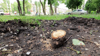 Воронежским вандалам пригрозили крупным штрафом за спиленные в сквере деревья