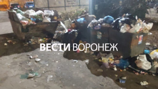 Мусорный оператор рассказал, как избавиться от мышей на свалке у дома в Воронеже