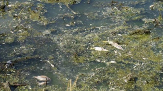Жители Аннинского района сообщили о гибели рыбы в реке Тойда