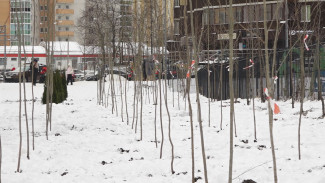 В мэрии Воронежа объяснили посадку деревьев на Шишкова – Тимирязева в мороз
